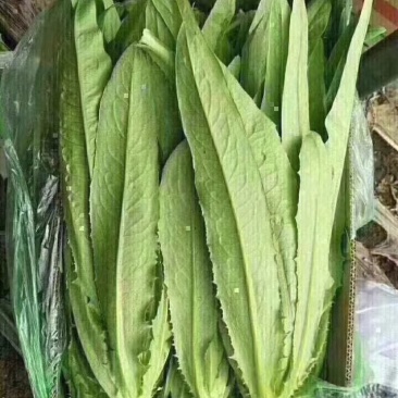 油麦菜