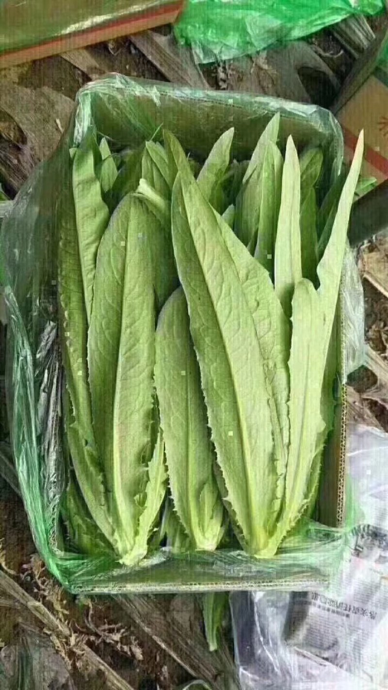 油麦菜