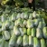 滕州大白菜大量供应超市市场精包装泡菜厂货