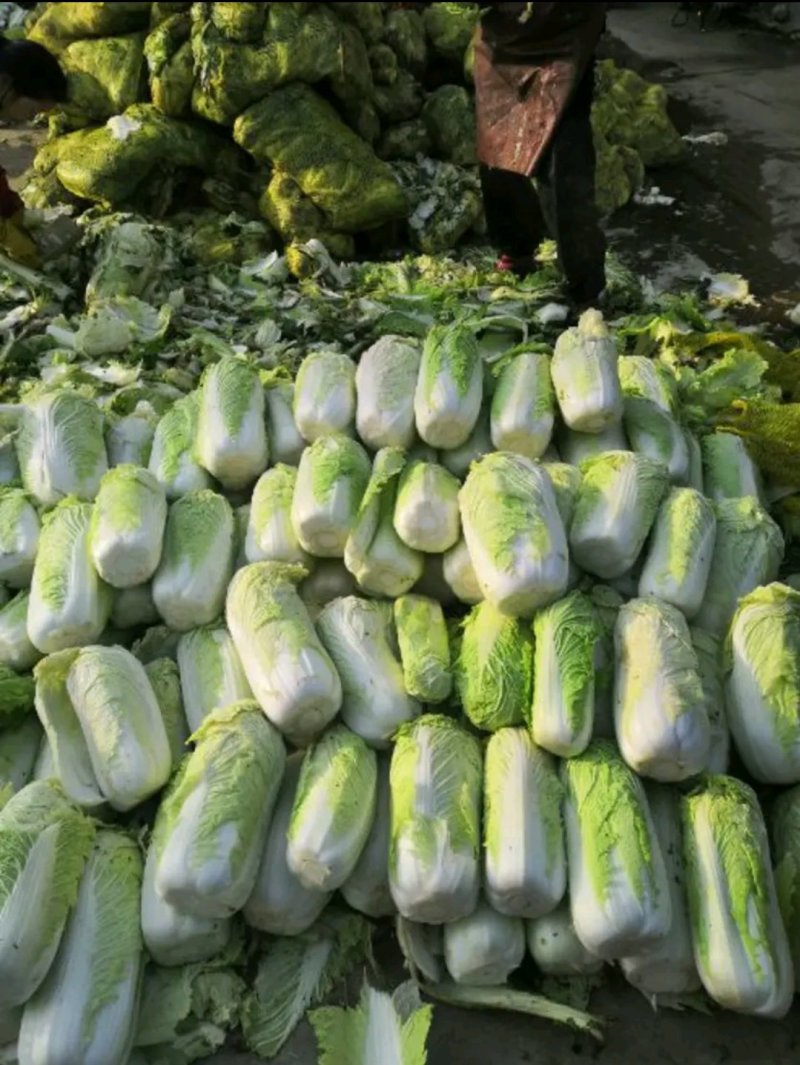 滕州大白菜大量供应超市市场精包装泡菜厂货