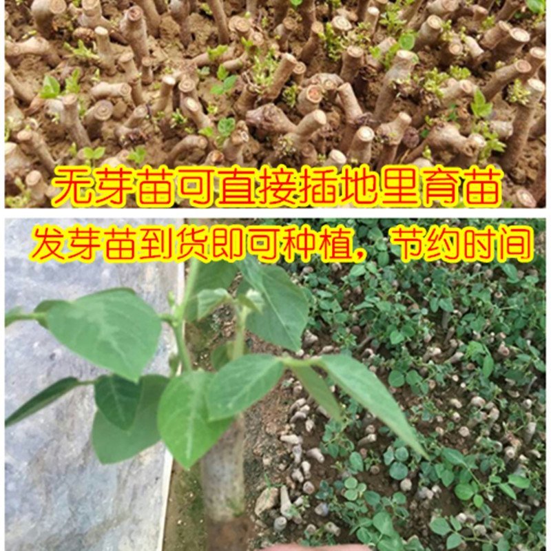 葛根苗广西无渣粉葛根种段产地直供可视频看货
