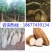 葛根苗广西无渣粉葛根种段产地直供可视频看货
