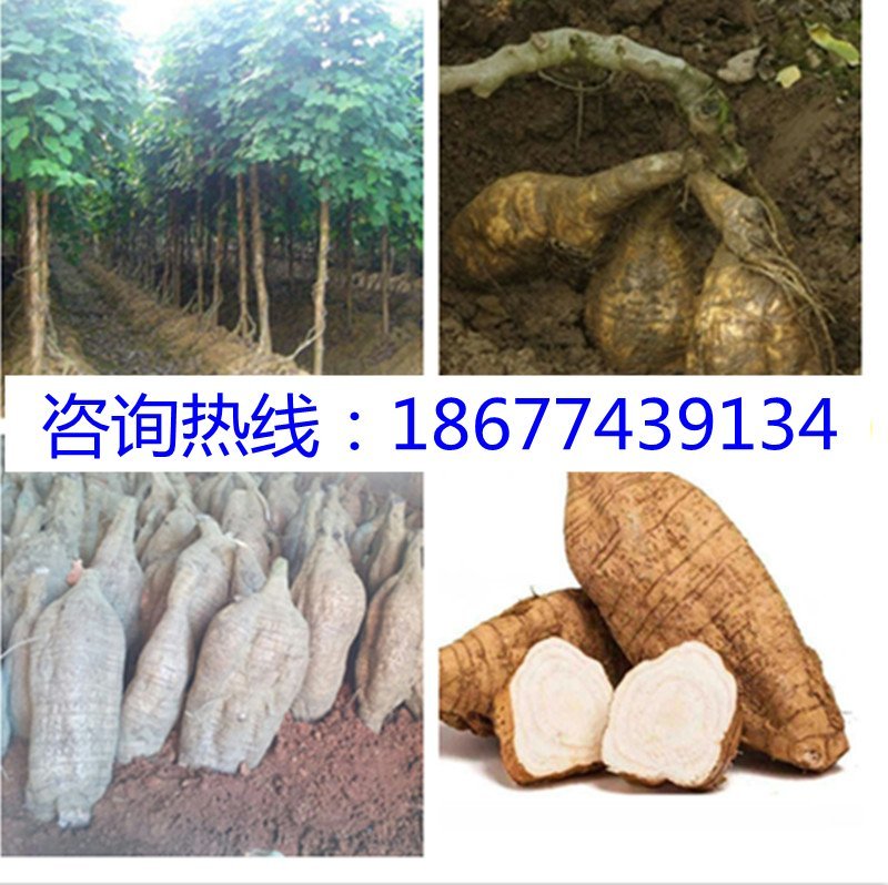 葛根苗广西无渣粉葛根种段产地直供可视频看货