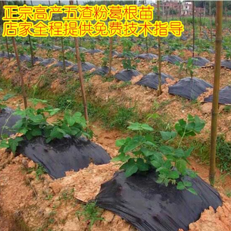 葛根苗广西无渣粉葛根种段产地直供可视频看货