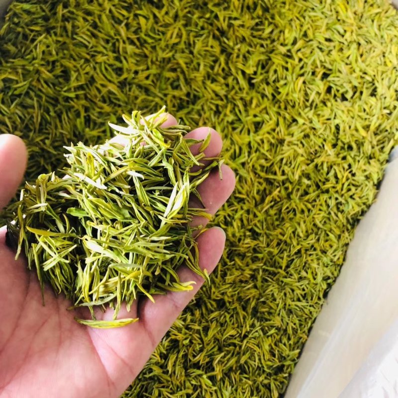 2020白茶新茶