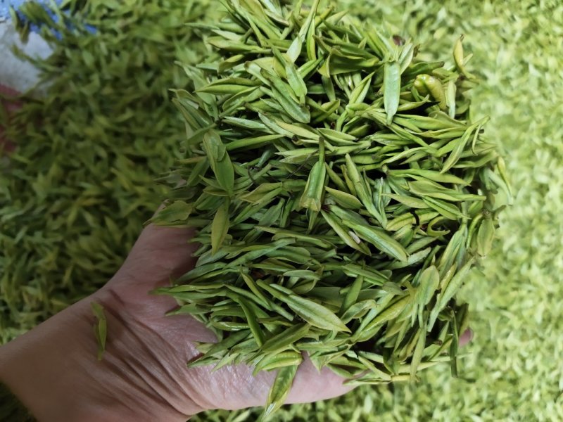 2020白茶新茶