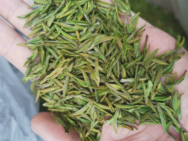 2020白茶新茶