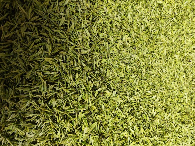 2020白茶新茶