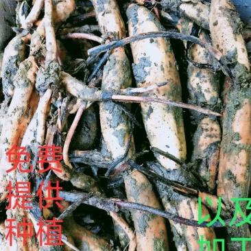 莲藕苗
