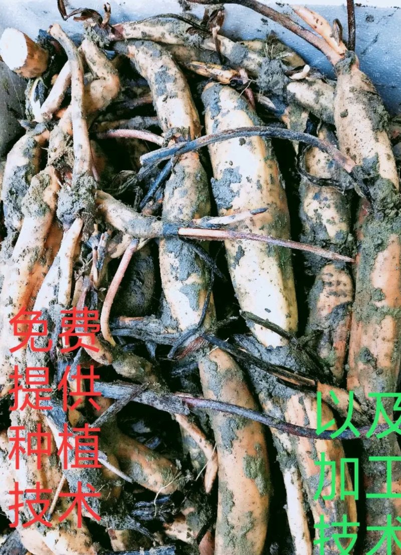 莲藕苗