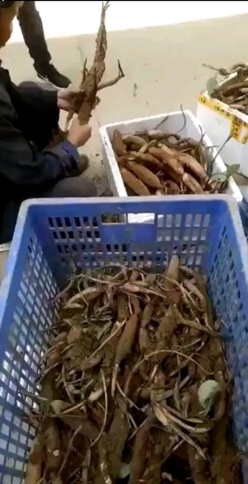 莲藕苗