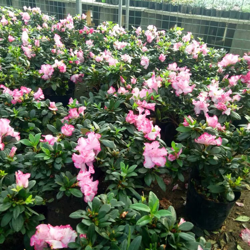 杜鹃花盆栽带花苞四季开花不断映山红室内外好养花卉花苗老桩
