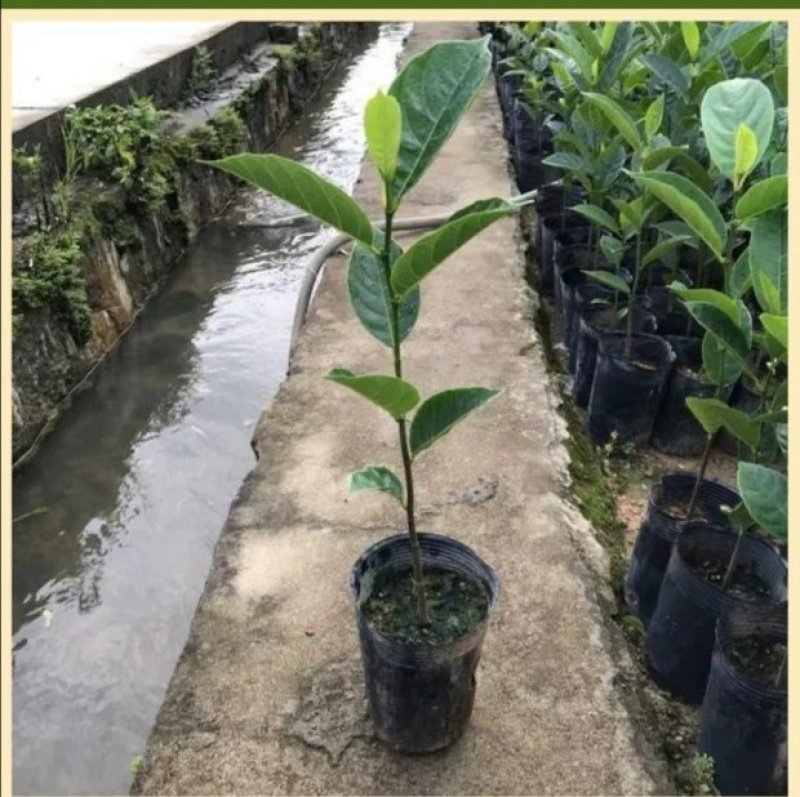 菠萝蜜马来西亚1号黄肉菠萝蜜，嫁接苗，实生苗