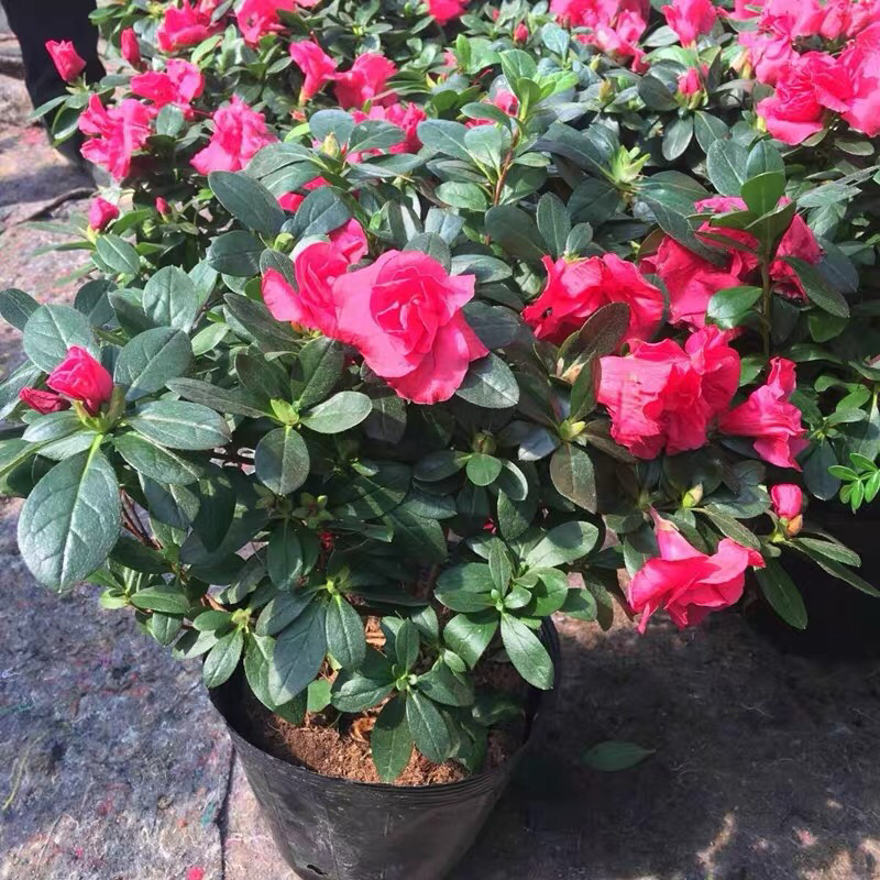 杜鹃花盆栽带花苞四季开花不断映山红室内外好养花卉花苗老桩
