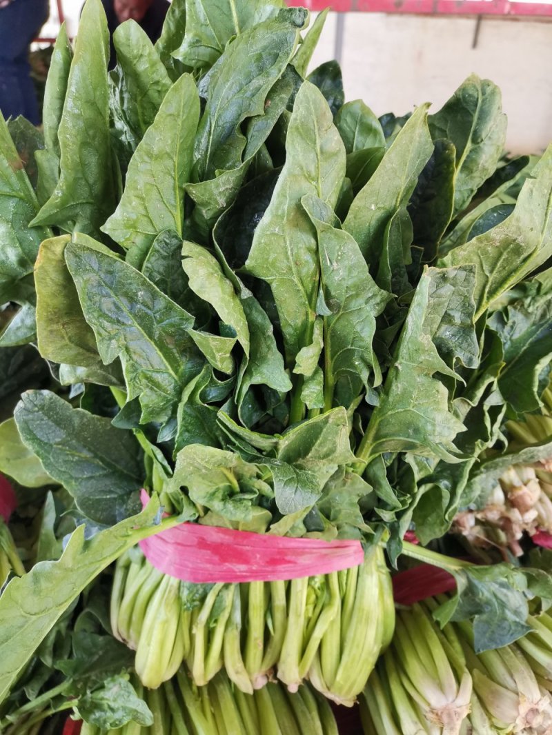 各种规格的优质菠菜，欢迎大家前来咨询订购
