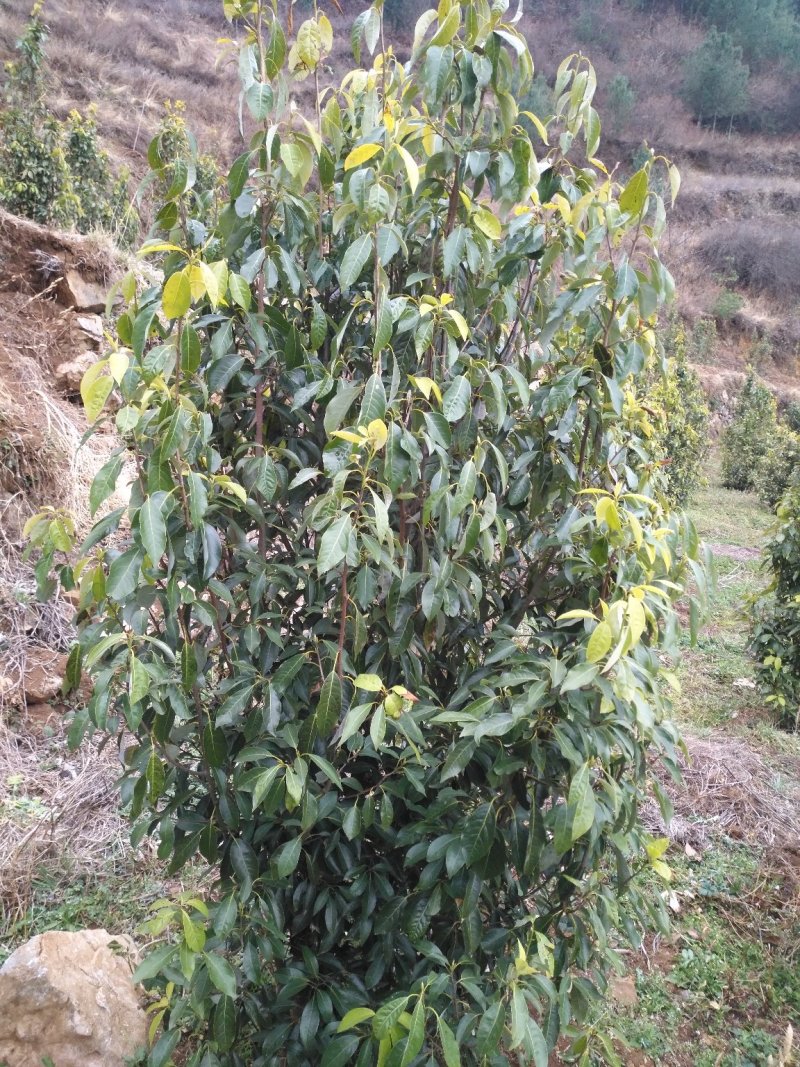 老鹰茶
