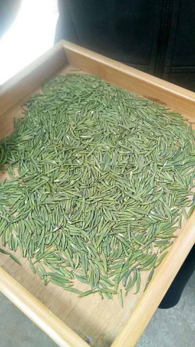 限量版黄芽高山极品，新茶抢购