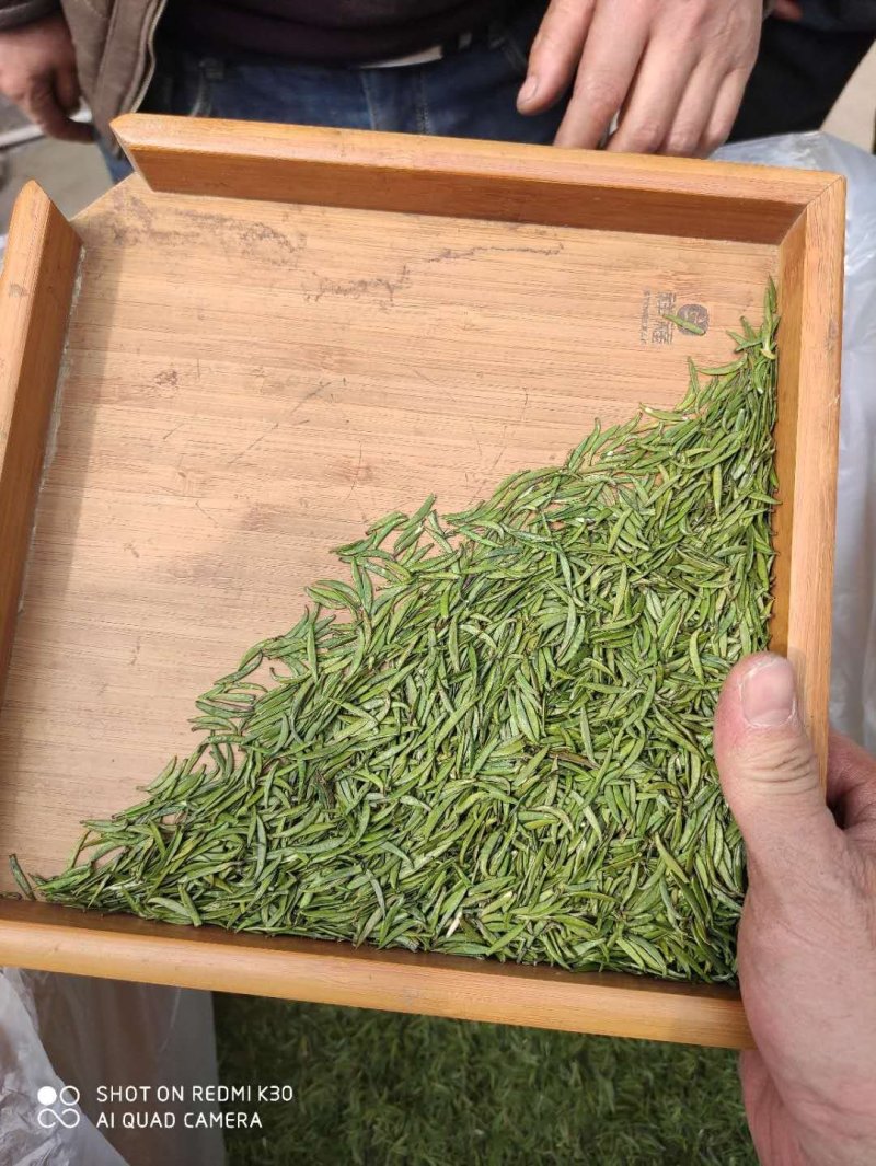 限量版黄芽高山极品，新茶抢购