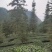 限量版黄芽高山极品，新茶抢购