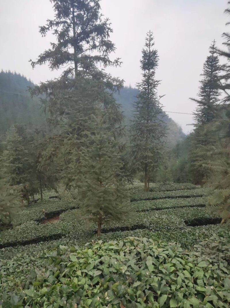 限量版黄芽高山极品，新茶抢购