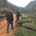 限量版黄芽高山极品，新茶抢购