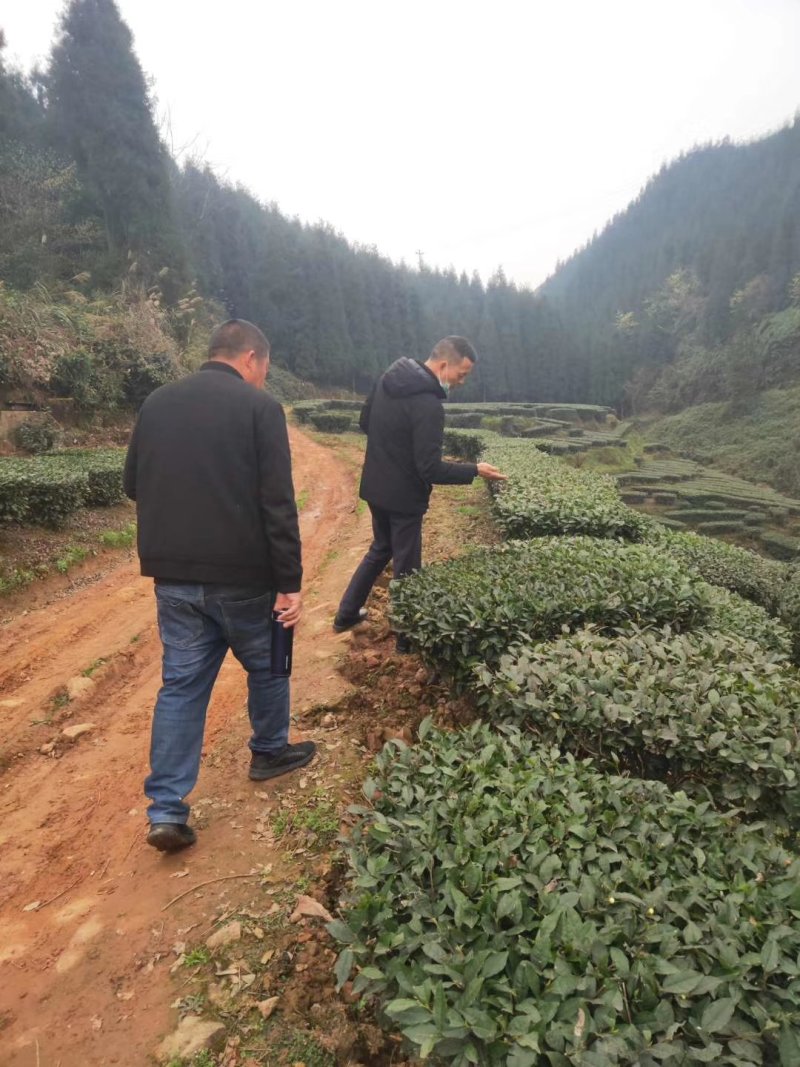 限量版黄芽高山极品，新茶抢购