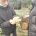 限量版黄芽高山极品，新茶抢购