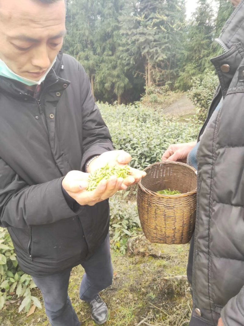 限量版黄芽高山极品，新茶抢购