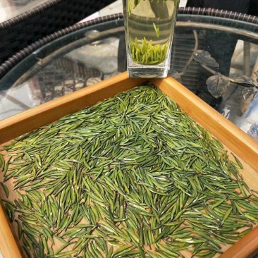 限量版黄芽高山极品，新茶抢购