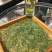 限量版黄芽高山极品，新茶抢购