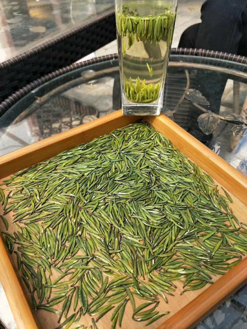 限量版黄芽高山极品，新茶抢购