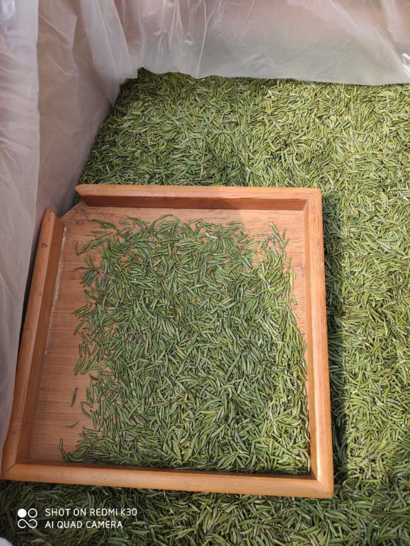 限量版黄芽高山极品，新茶抢购