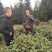 限量版黄芽高山极品，新茶抢购