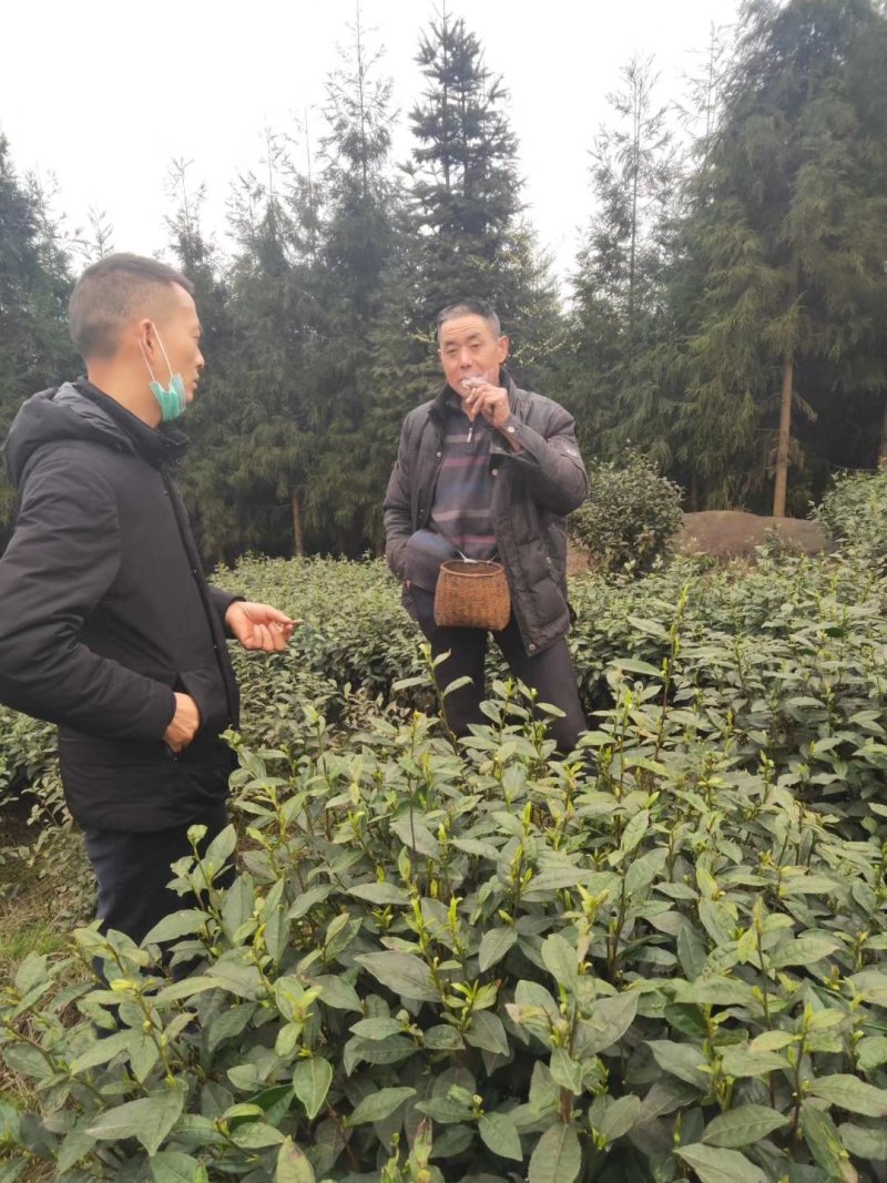 限量版黄芽高山极品，新茶抢购