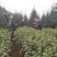 限量版黄芽高山极品，新茶抢购