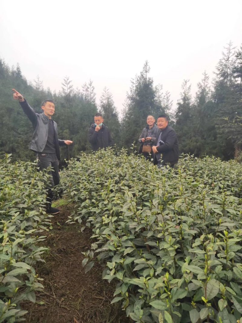 限量版黄芽高山极品，新茶抢购