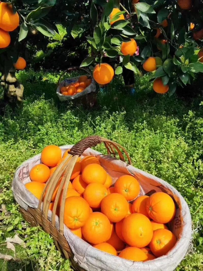 【特惠】宜昌精品橙子伦晚脐橙产地直供果园直发欢迎来电