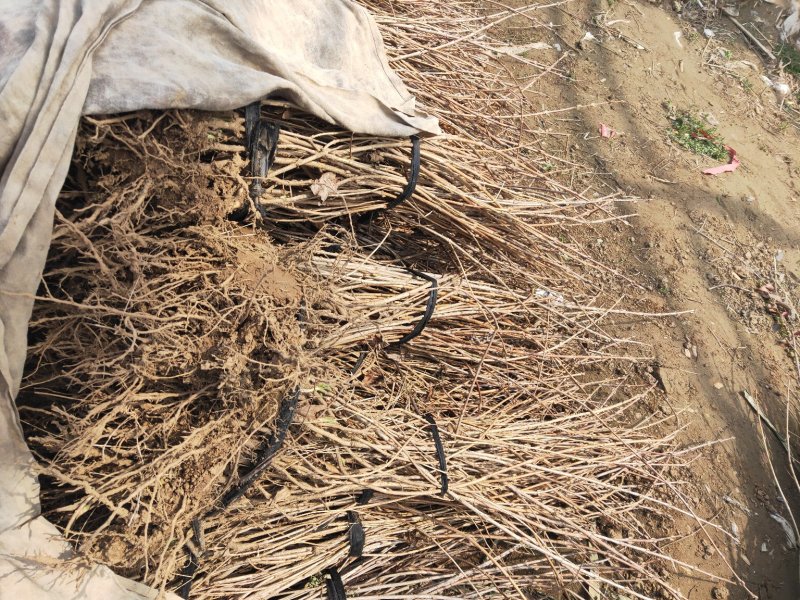 红王子锦带红王子锦带价格基地直发量大从优