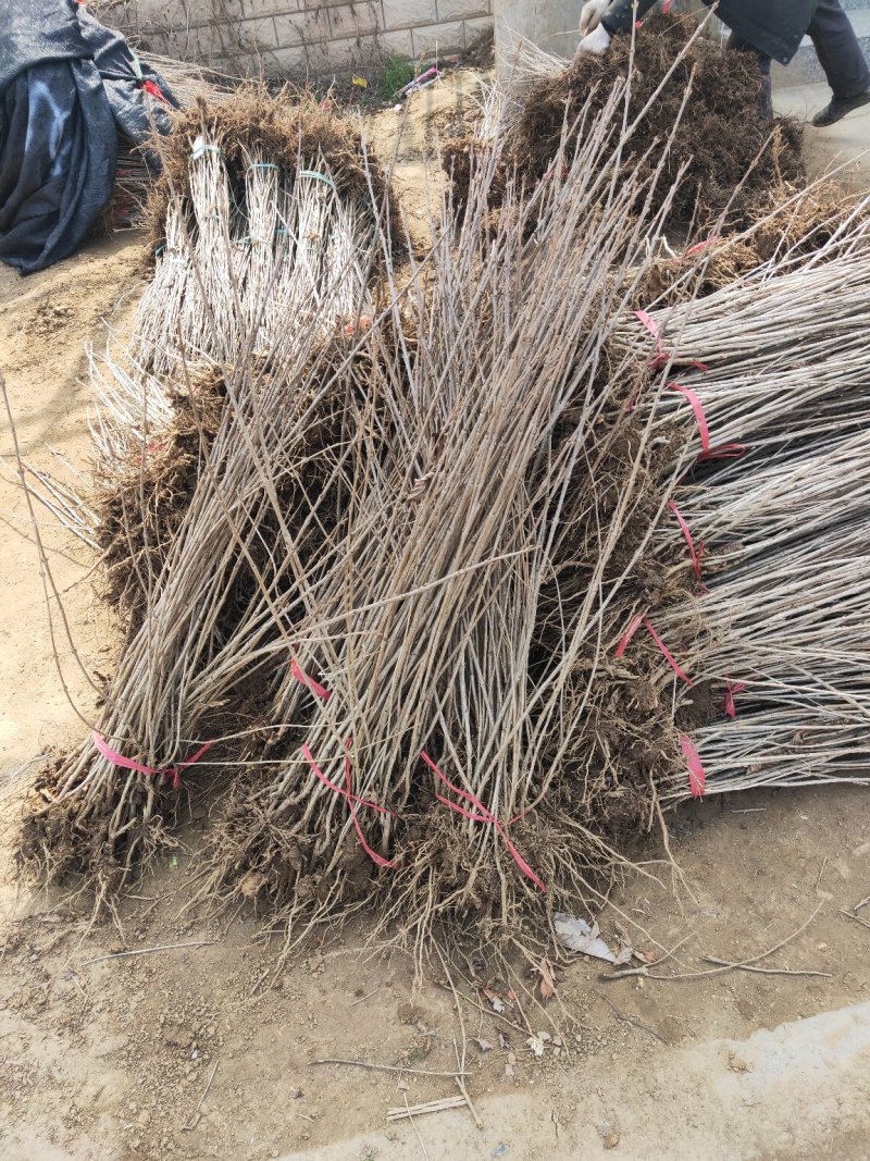 红王子锦带红王子锦带价格基地直发量大从优