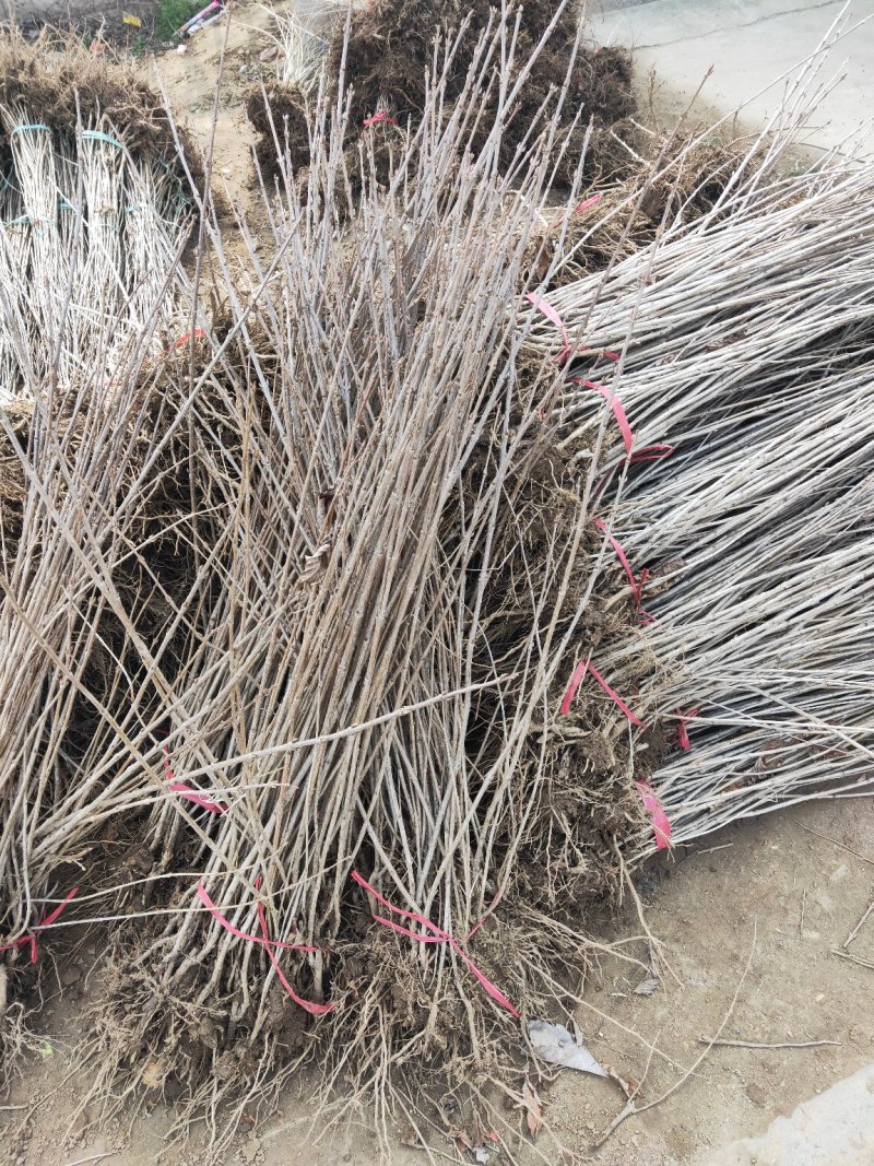 红王子锦带红王子锦带价格基地直发量大从优