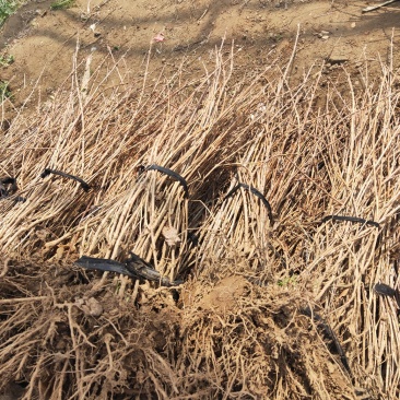 红王子锦带红王子锦带价格基地直发量大从优