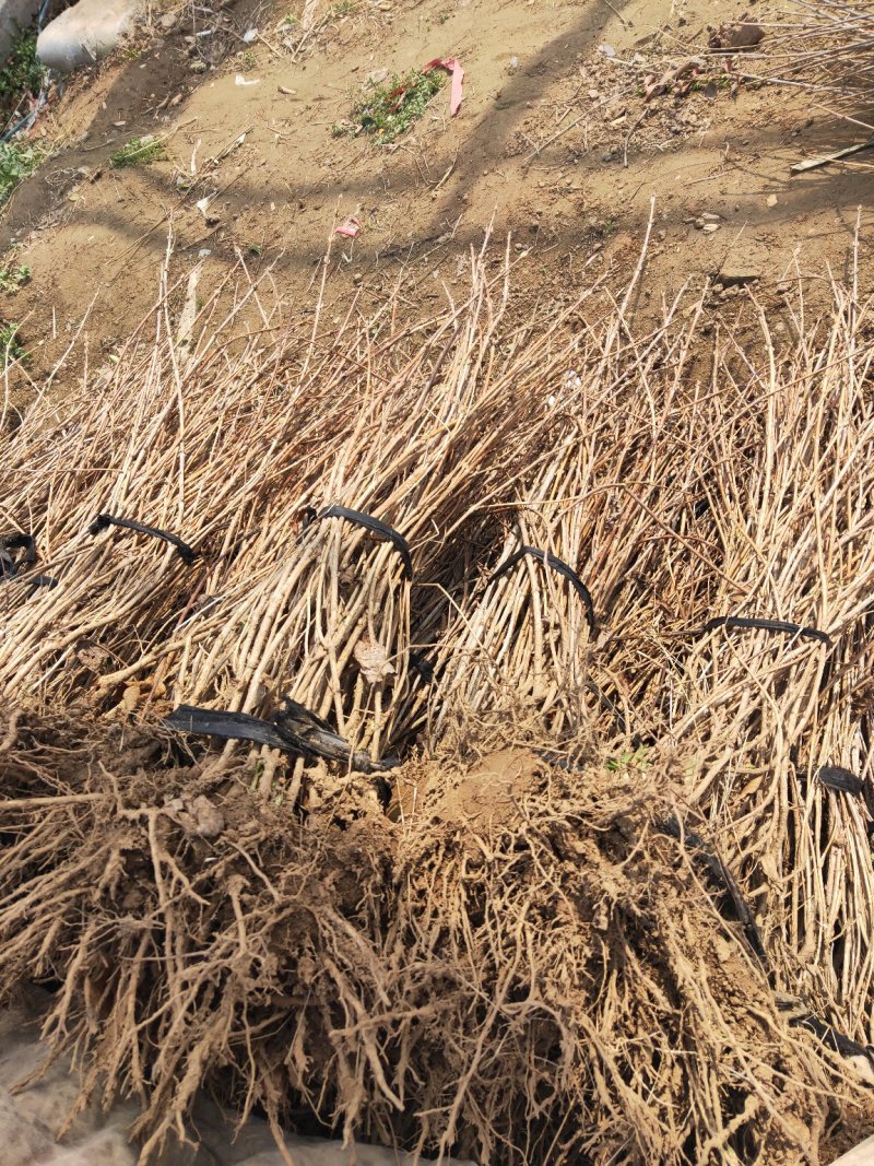 红王子锦带红王子锦带价格基地直发量大从优