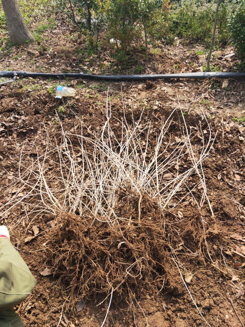 红王子锦带红王子锦带价格基地直发量大从优