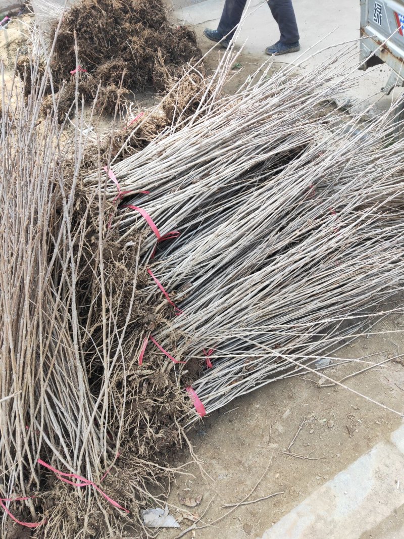 红王子锦带红王子锦带价格基地直发量大从优