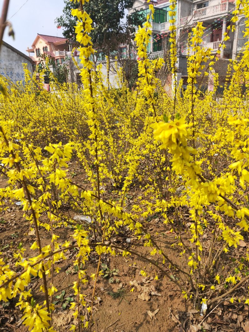 连翘树基地直发量大从优包成活诚信经营放心苗