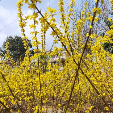 连翘树基地直发量大从优包成活诚信经营放心苗