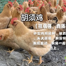 胡须鸡苗，厂家直销，质量保证