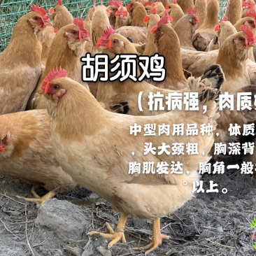 胡须鸡苗,厂家直销,质量保证