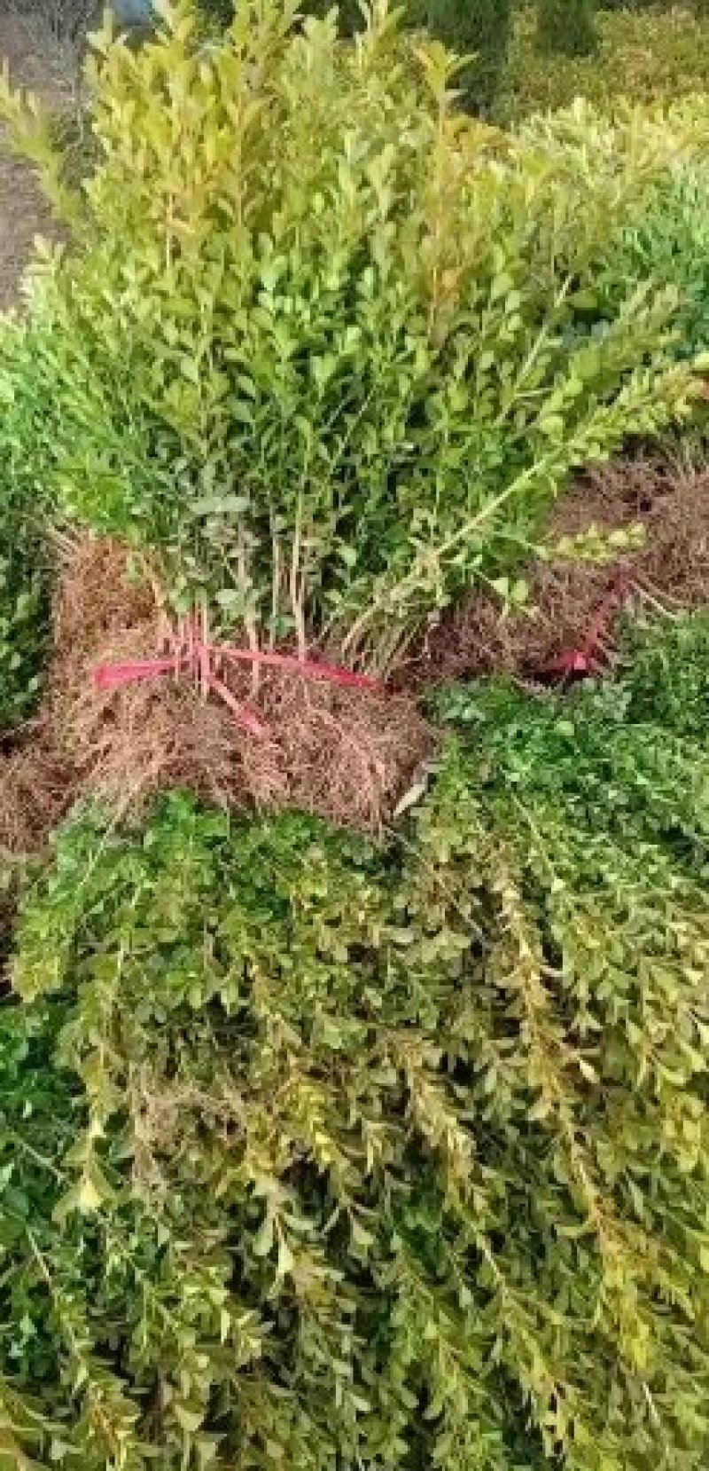 连翘树基地直发量大从优包成活诚信经营放心苗