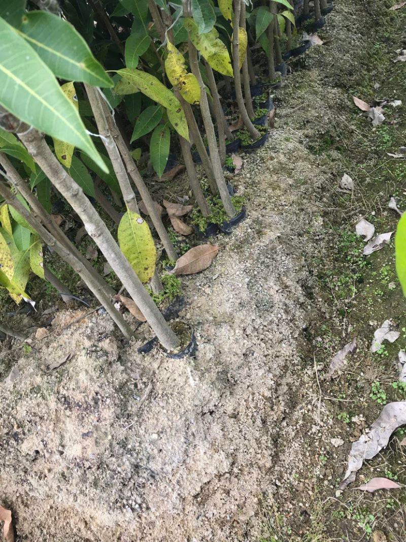 实生芒果苗，小杯芒果芒，芒果种子苗，芒果杯苗嫁接